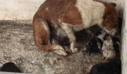 母狗视频,捕捉生命中的温馨瞬间